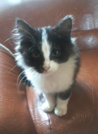 Анна Шабанова