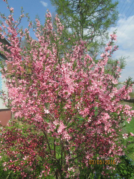 Княжегорская Школа