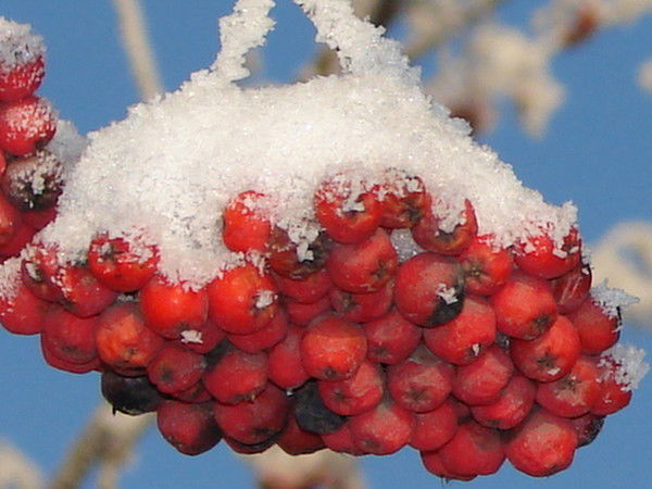 Ольга Семенова