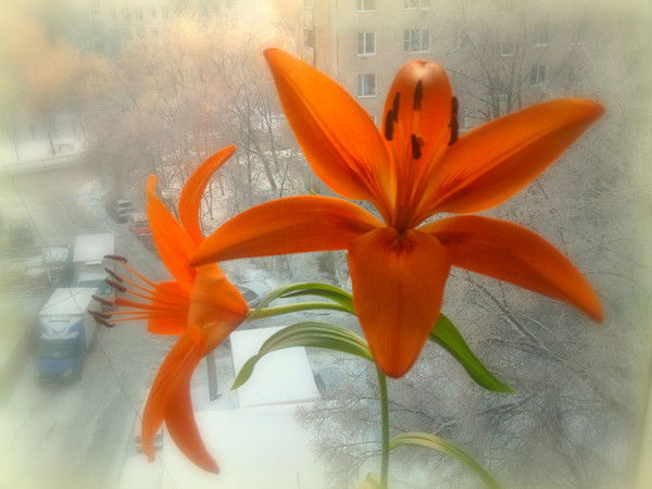 Светлана Федорова