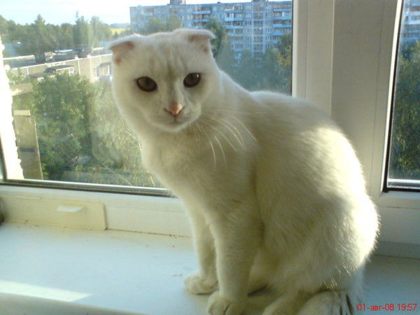 Серый Гусаков