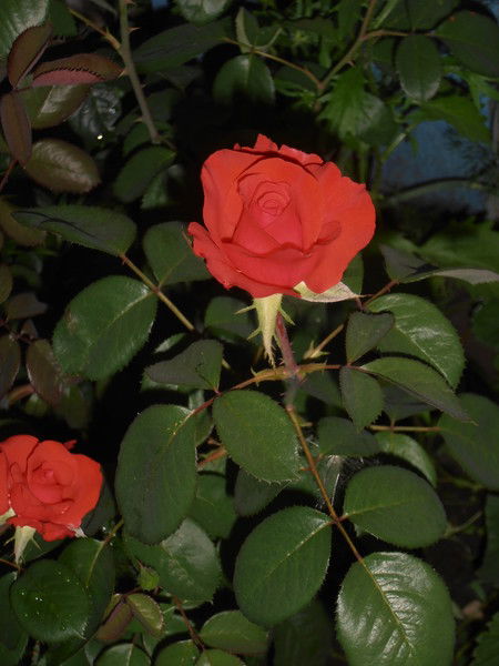 Светлана Юнусова