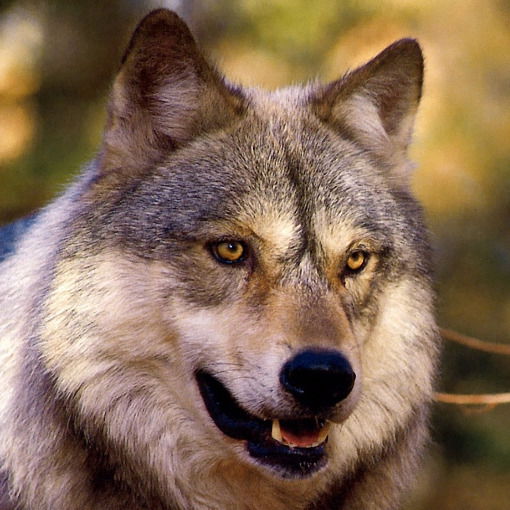 Сергей Бражкин