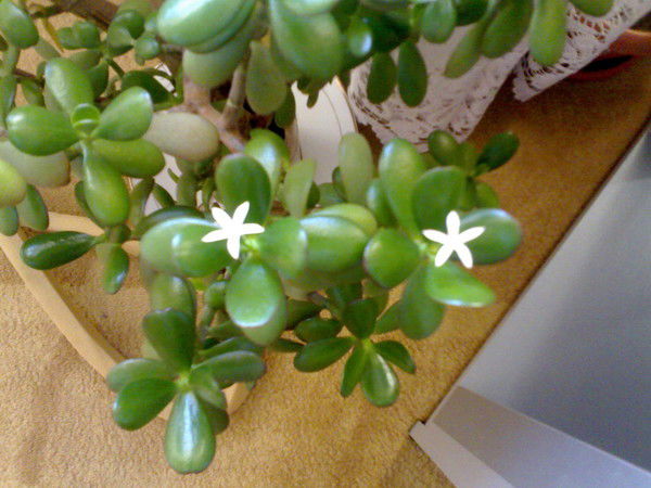 Айсулуу Сергеевна