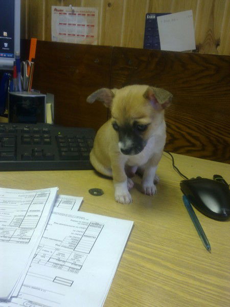 Дмитрий Любимов