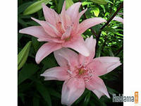 Лилия Гизатулина