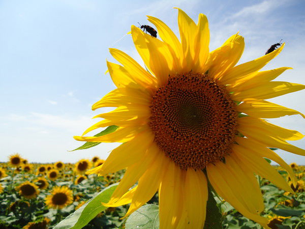 Танюшка *****