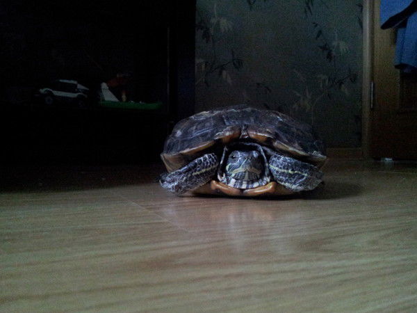 Клара Аптулаева