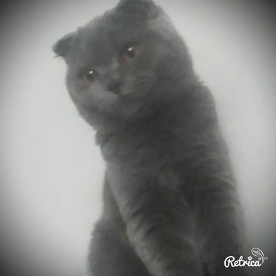 Лера Кельнер