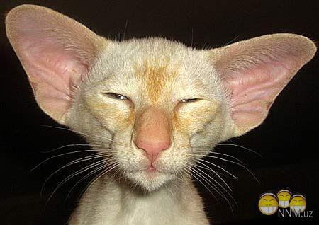 Ксения Калуженкова