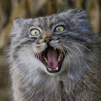 Сергей Фирсов