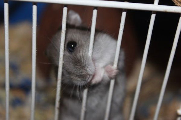 Альона Чуба