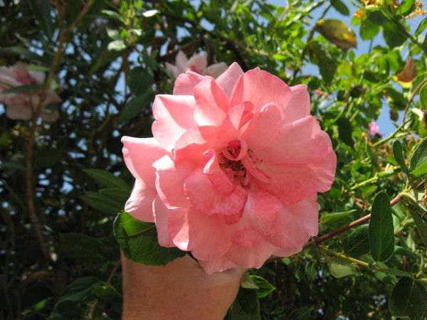 Людмила Людмила