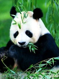 Юрий Лысенко