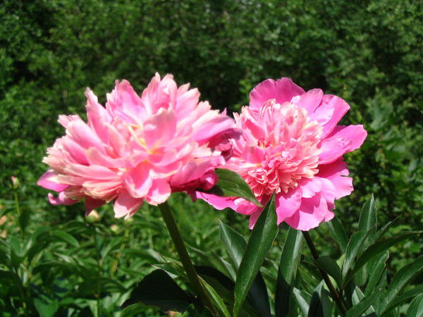 Ольга Босенко