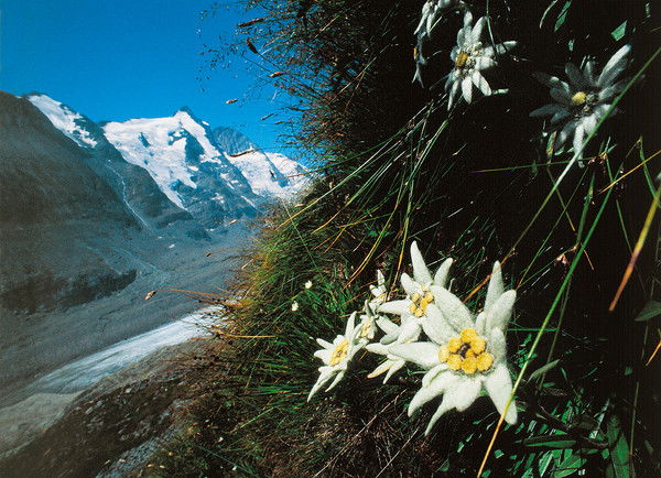 Юлия Шейко (Томилина)