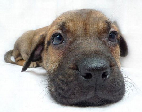 Юлия Троянкер