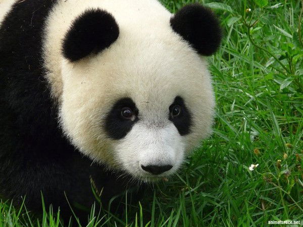 Дюха Янтужинский