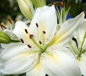 Гульнара Иманусенова