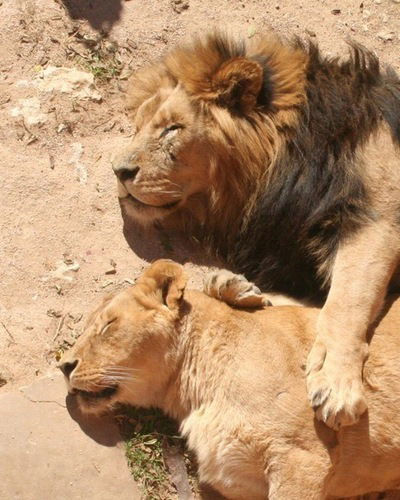 Ольга Демченко