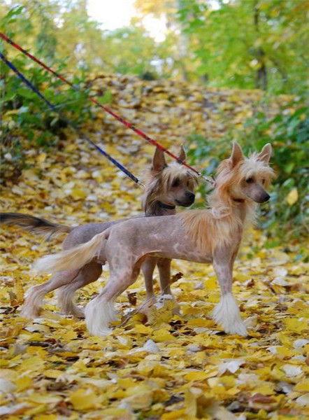 Ольга Ламская