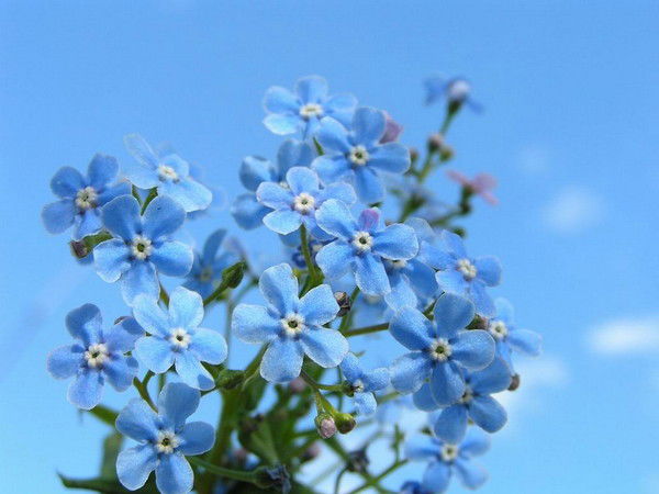 Татьяна Перцева