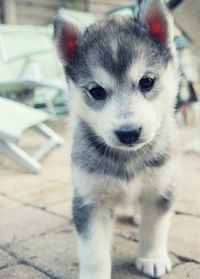 Никита Гребеньщиков