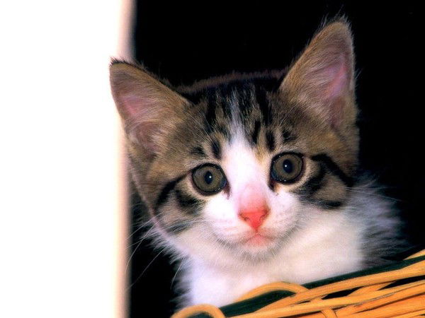 Надежда Вафик