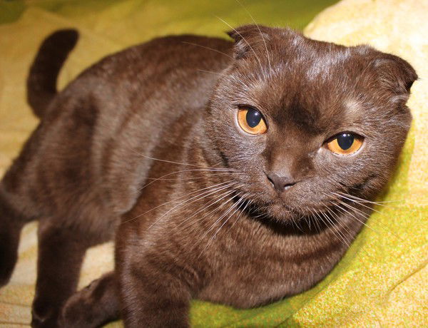 Ирина Фролова