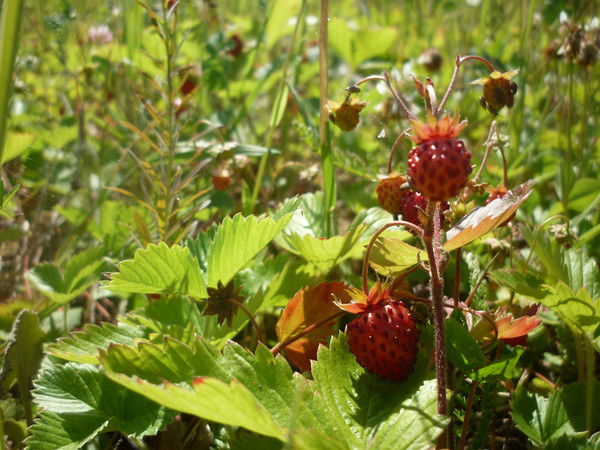 Оксана Мельниченко