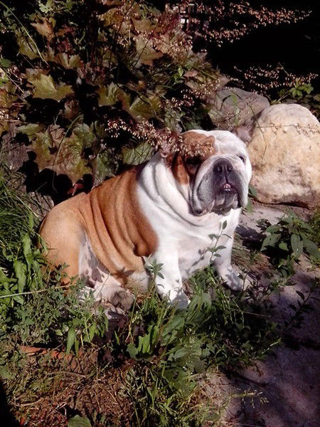 Ирина Шаркова