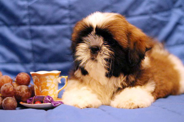 Светлана Касимова