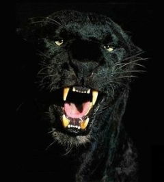 Сергей Харенко