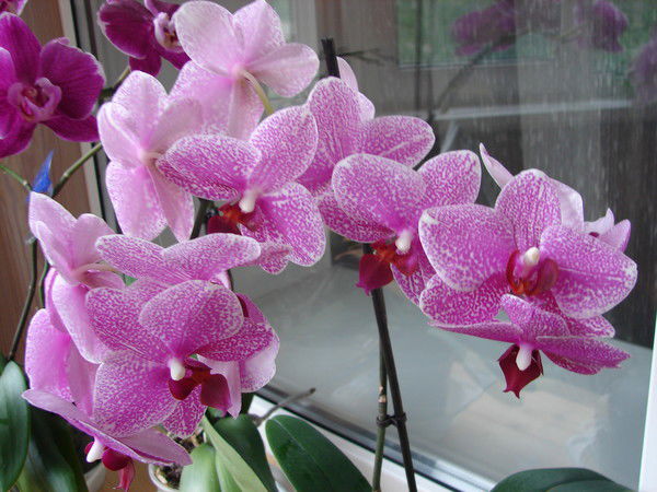 Галина Глазунова