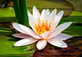 Лилия Ижевск