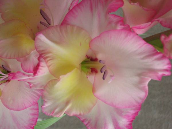 Елена Холкина