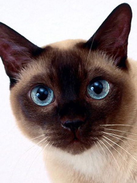 Елена Решетняк