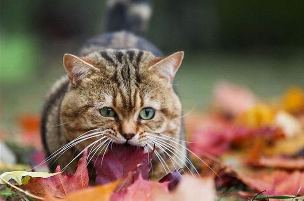 Марина Лопанова