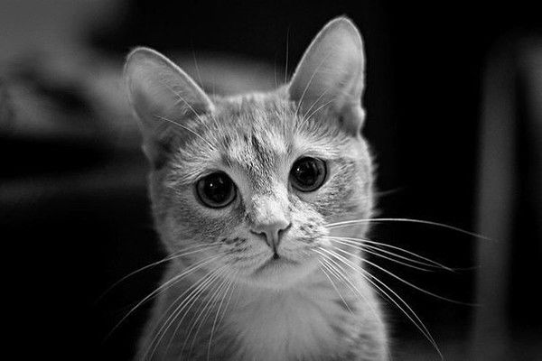 Надежда Грановская