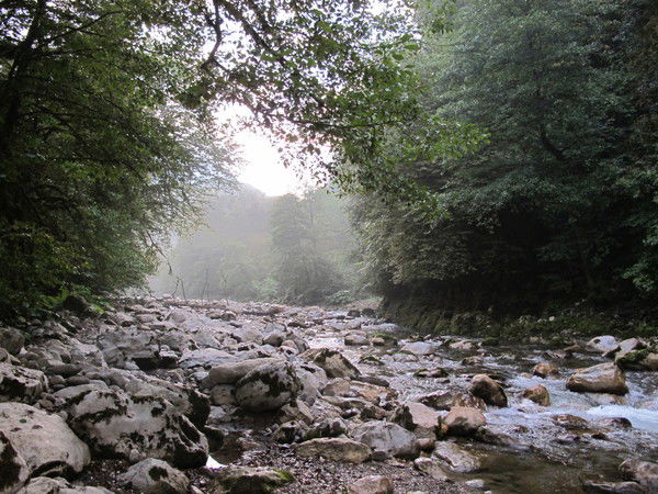 Елена Романенко