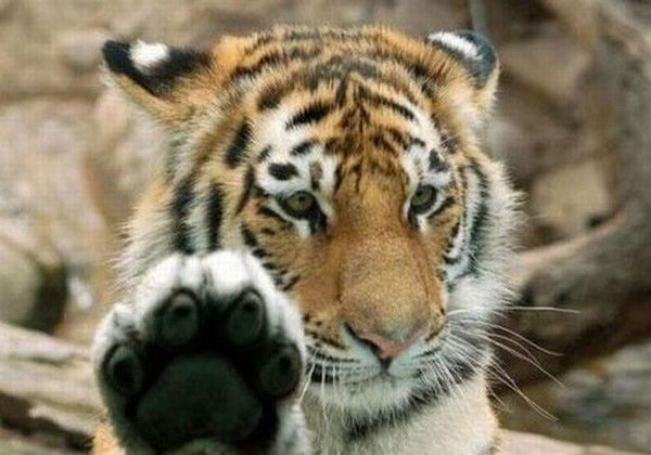 Елена Мартышка=))