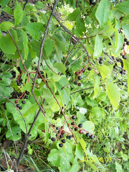 Елена Овсянникова