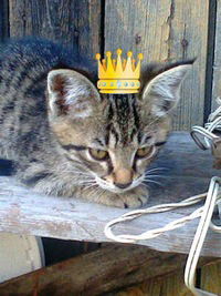 Никита Лузанов