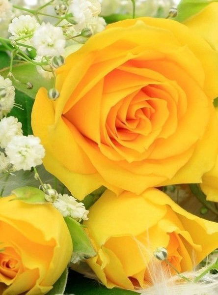 Даша Кириллова