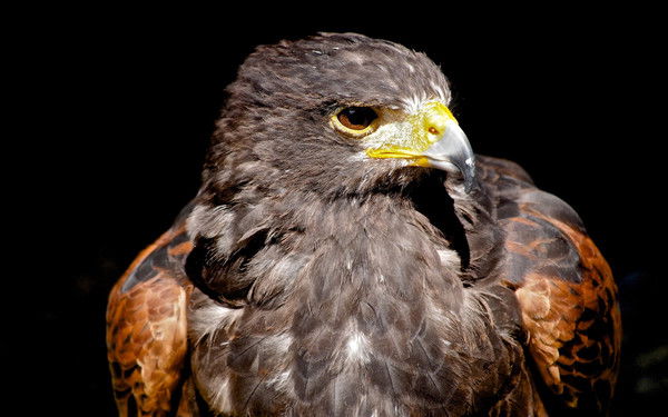 Глеб Криволапов