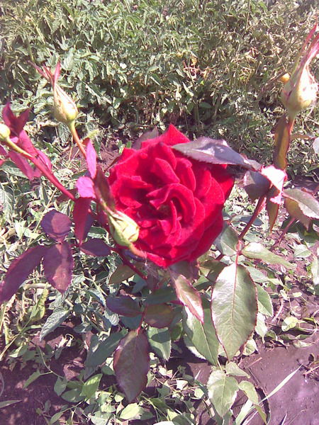 Лаззат Ахметова