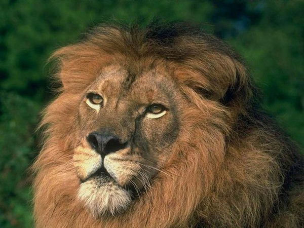 Крюков Александр