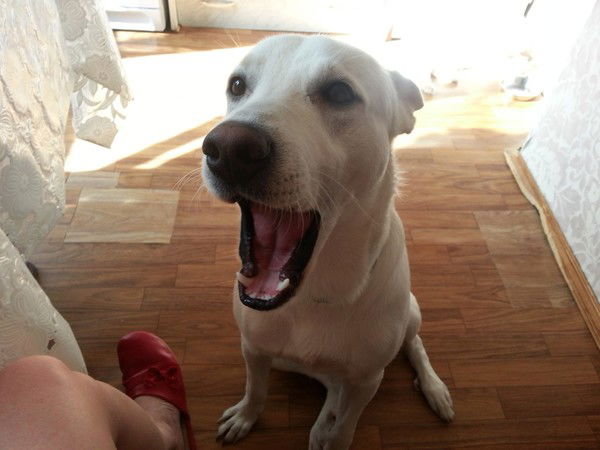 Андрей Луганский