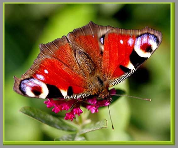 Галина Солженикина