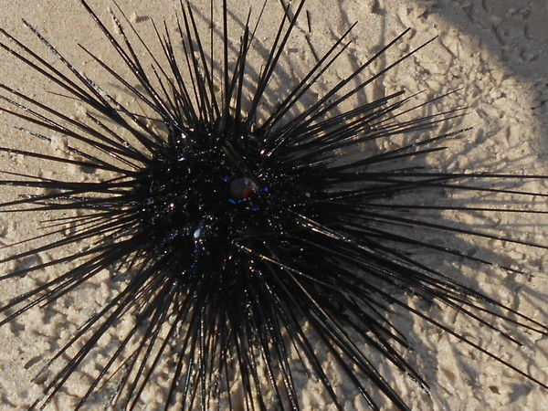 Александр Тарасов